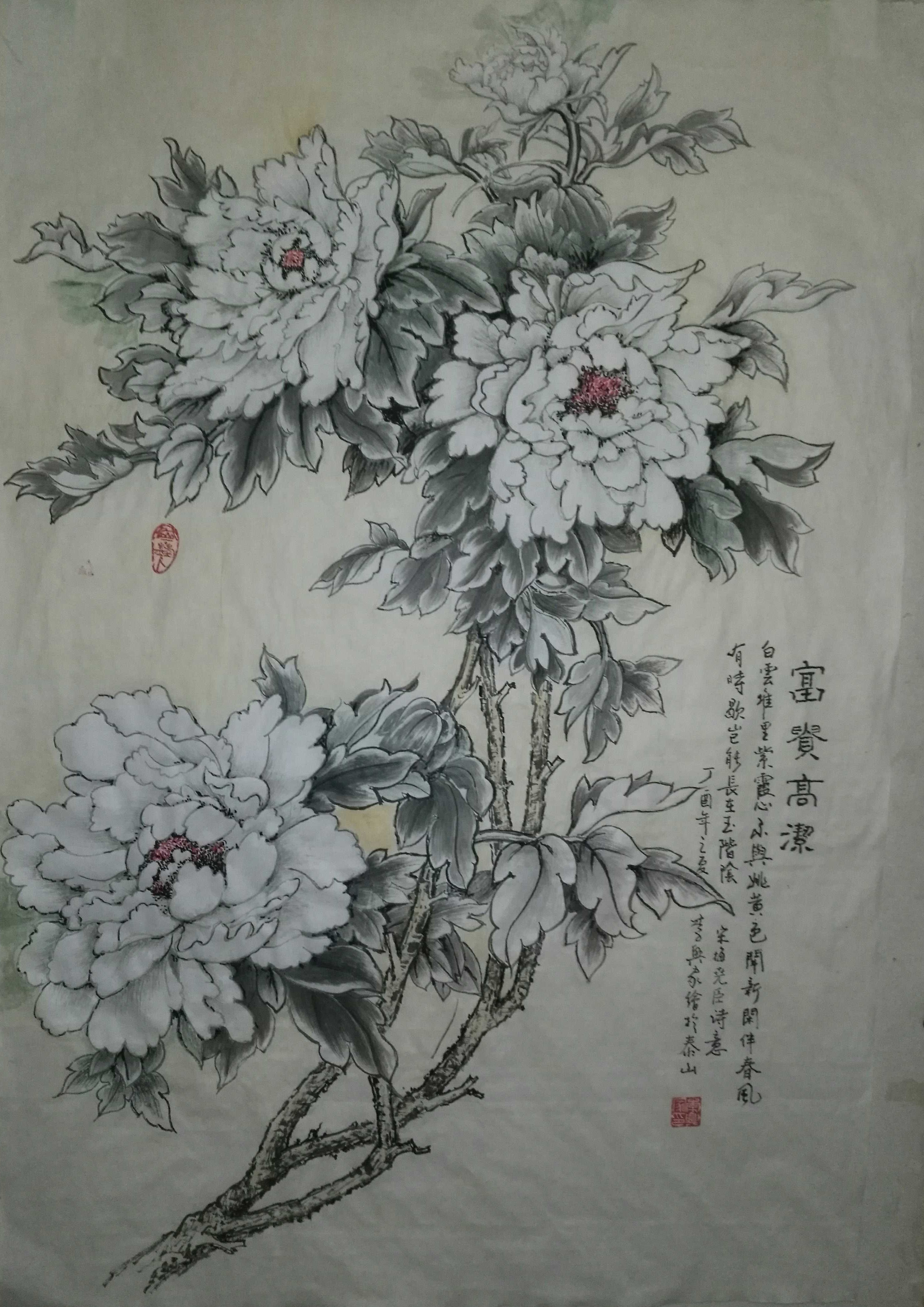 白牡丹